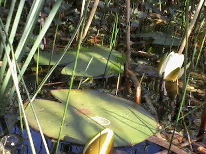 Kwiaciarnia Strelicja, Kwiaciarnia w Leszno