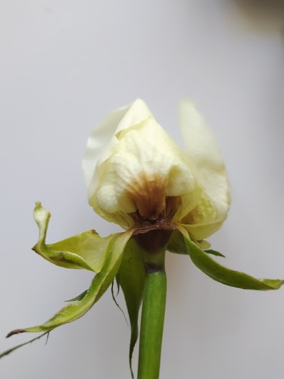 Florist Irmina Gołębiewska, Kwiaciarnia w Warszawa