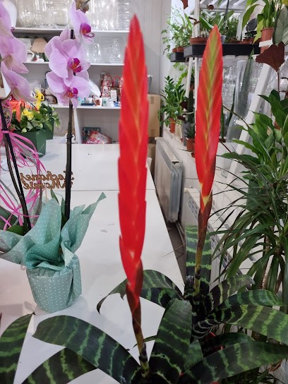 Kwiaciarnia Karolina, Kwiaciarnia w Osie