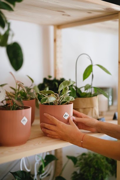 Doniczkovo, Kwiaciarnia w Wrocław