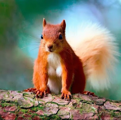 Kwiaciarnia Zakątek Wiewiórki ul. A. Mickiewicza 24, Kwiaciarnia w Pułtusk