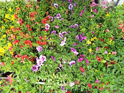 Sklep Ogrodniczy Ogród Wężyk Kornelia, Kwiaciarnia w Izbicko