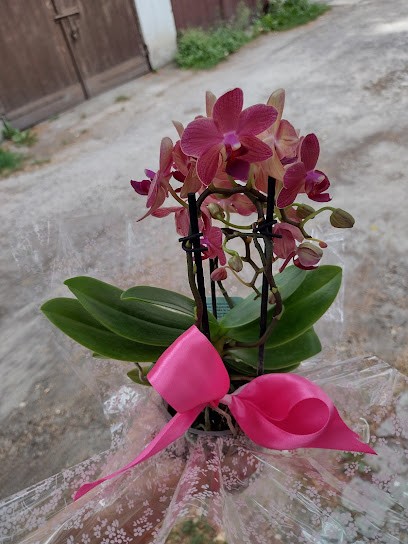 Książkiewicz-Szarotka Ogrodnictwo, Kwiaciarnia w Kielce