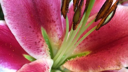 Kwiaciarnie ANN Anna Wojewòdka, Kwiaciarnia w Wrocław