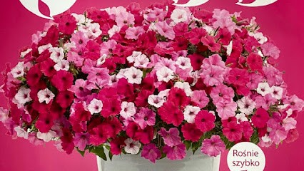 OGRODNICTWO CZECH, Kwiaciarnia w Dąbrówka Górna