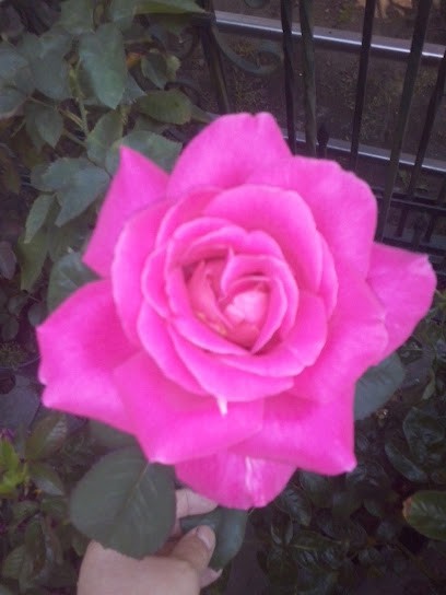 Handel Usługi Wrzos -kom.605785195 (Kwiaciarnia;Wiązanki na zamówienie, z dowozem., Kwiaciarnia w Witnica