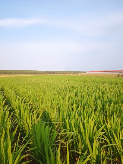 Kwiaty cięte - gladiole, producent., Kwiaciarnia w Rywociny