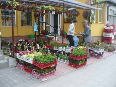 Stokrotka. Kwiaciarnia. Walendzik E., Kwiaciarnia w Ełk