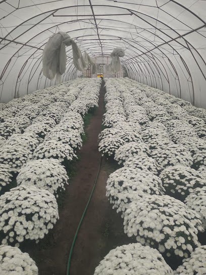 KwiatOla, Kwiaciarnia w Baboszewo