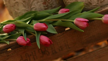 Kwiaciarnia Magia Kwiatów Małgorzata Kożuchowska, Kwiaciarnia w Wolsztyn