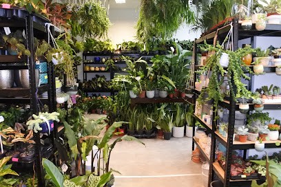 e-botanica, Kwiaciarnia w Olesno