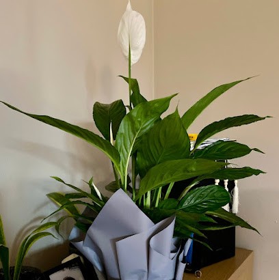 Kwiatoteka, Kwiaciarnia w Białobrzegi