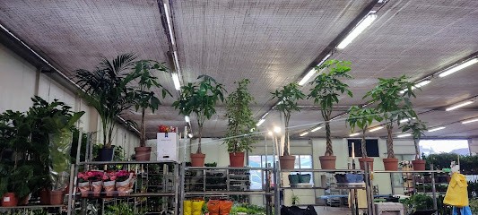 Doro. FH. Wholesale Flowers. Dorocki C., Kwiaciarnia w Krąków