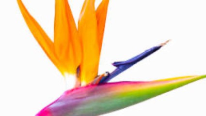 Kwiaciarnia Strelicja, Kwiaciarnia w Wrocław