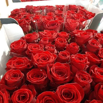 Kwiaty Cięte MB, Kwiaciarnia w Skierniewice