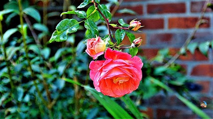 Celozja. Kwiaciarnia. Chwałek I., Kwiaciarnia w Odolanów