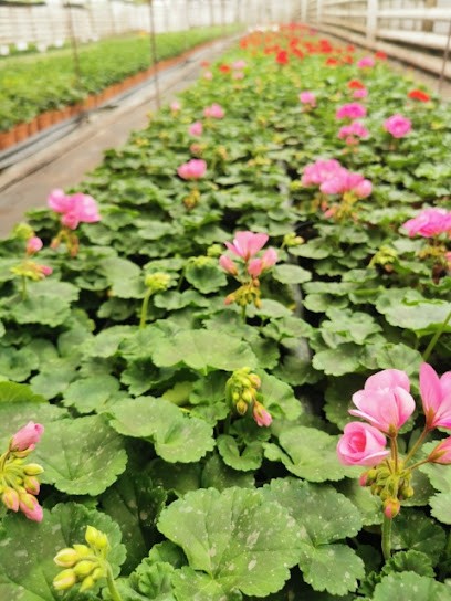 Niedźbała Zbigniew. Produkcja róż i roślin ozdobnych, Kwiaciarnia w Opalenica