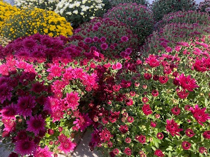 Kwiaciarnia Julia, Kwiaciarnia w Witkowo