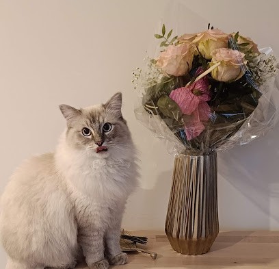 Roza, Kwiaciarnia w Kielce