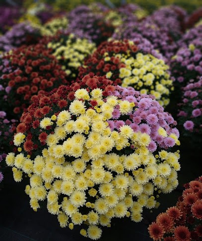 Ogrodnictwo Pietraszko Kwiaciarnia, Kwiaciarnia w Buczkowice