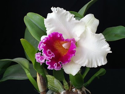 Kwiaciarnia Cattleya, Kwiaciarnia w Krąków