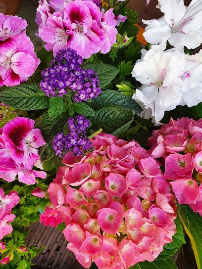 Kwiaciarnia Osadnicza, Kwiaciarnia w Zielona Góra