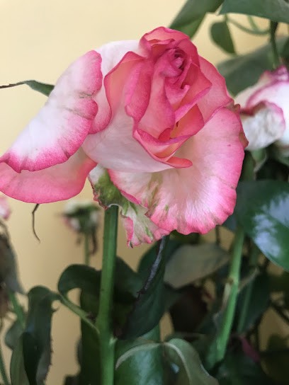 Kwiaciarnia Fleur Rogaczewski Józef, Kwiaciarnia w Piotrków Trybunalski