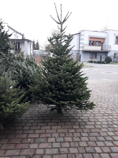 Kwiaciarnia Ewa Thomas, Kwiaciarnia w Wysoka