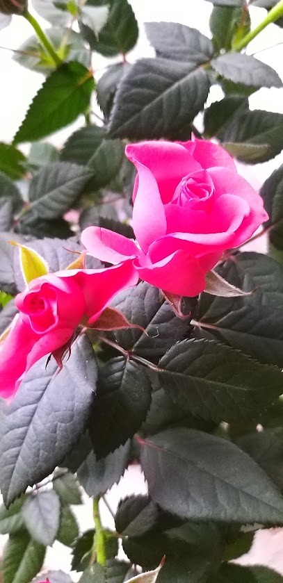 Kwiaciarenka u Loni, Kwiaciarnia w Gdynia