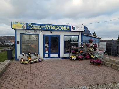Syngonia. Duda-Majchrowska J., Kwiaciarnia w Żary
