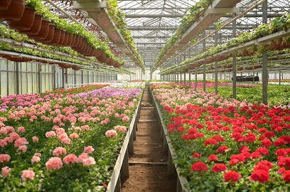 Ogrodnictwo Badura, Kwiaciarnia w Facimiech