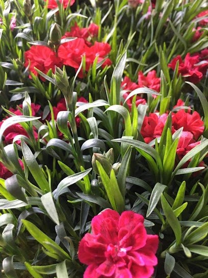 Kwiaciarnia Beata Gorzoń, Kwiaciarnia w Dobryszyce