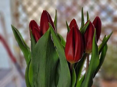 Stokrotka Kielce, Kwiaciarnia w Kielce