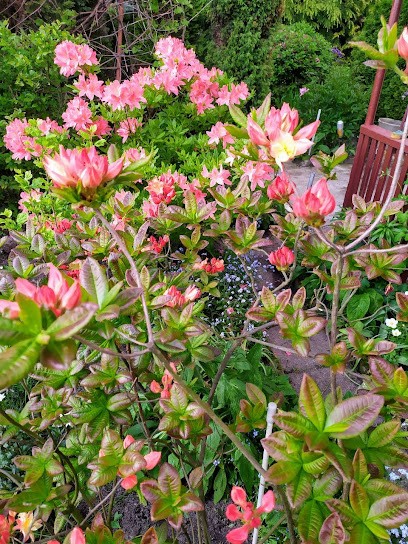 Kwiaciarnia Rawa Mazowiecka. Kwiaciarnia Asia Joanna Binienda, Kwiaciarnia w Rawa Mazowiecka