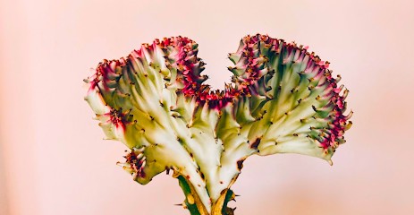 Siały Baby Kwiaciarnia Wrocław – Kwiaty zielone | Rośliny doniczkowe | Flower Shop Wrocław | Sklep z roślinami i bukietami, Kwiaciarnia w Wrocław