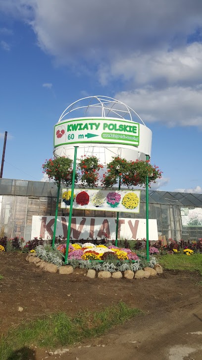 Kwiaty Polskie. Kwiaty balkonowe, chryzantemy, byliny, Kwiaciarnia w Ustowo