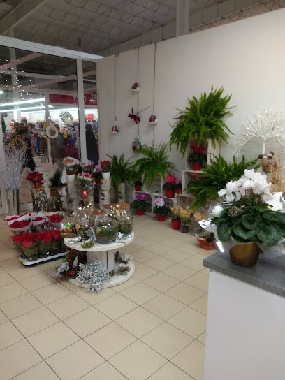 Kwiatowo kolorowo, Kwiaciarnia w Stalowa Wola