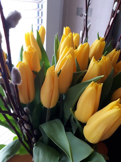 Kwiaty cięte/tulipany, Kwiaciarnia w Jabłonna