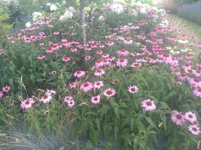 Szkółka Psary, DMNS Sp.z o.o. Danuta Maruszczyk, Kwiaciarnia w Psary