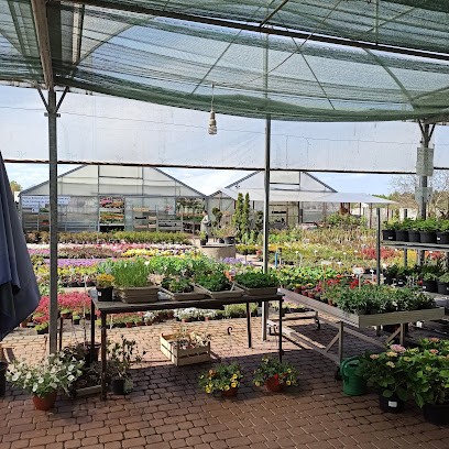 Gospodarstwo Ogrodnicze Z. i J. Werno. Ostrołęka- Tobolice Kwiatywerno, Szkolka Roślin sprzedaż stacjonarna, Kwiaciarnia w Ostrołęka