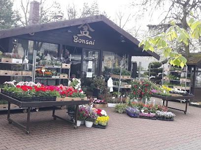 Bonsai. Flowers, bouquets, bouquets. Płaza J., Kwiaciarnia w Katowice