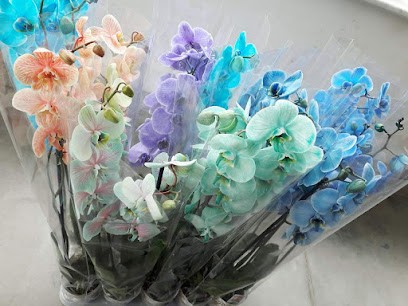 Do-Nat, Kwiaciarnia w Gorzów Wielkopolski