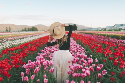 TuliPan Panią - świeże kwiaty prosto z lokalnego gospodarstwa!, Kwiaciarnia w Żółwin