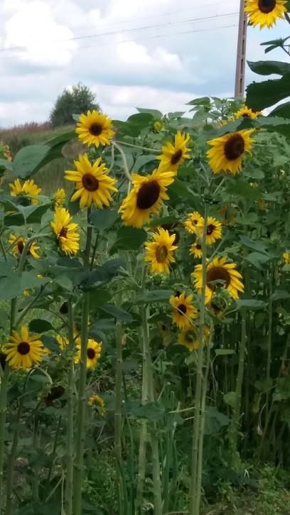 Zebrzydowicka 152 Rybnik, Kwiaciarnia w Rybnik