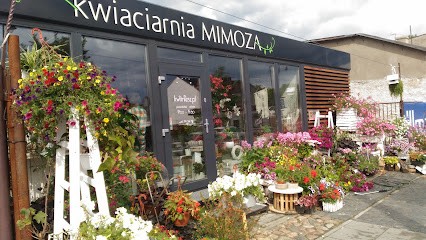 Mimoza, Kwitniesz.pl | kwiaciarnia z dostawą, Kwiaciarnia w Częstochowa