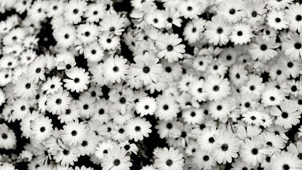 Kwiaciarnia, Dekoracje ślubne, Wieńce, Wiązanki, Kwiaciarnia w Ostrów Lubelski