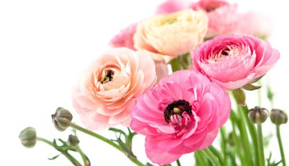 KWIACIARNIA BASIA SIERADZ, Kwiaciarnia w Sieradz