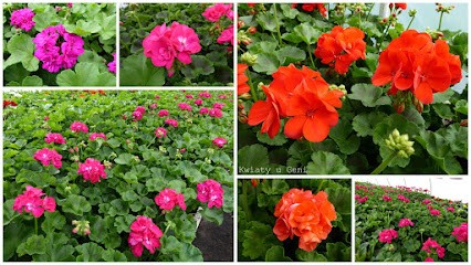 Ogrodnictwo Kwiaty U Geni, Kwiaciarnia w Rybnik