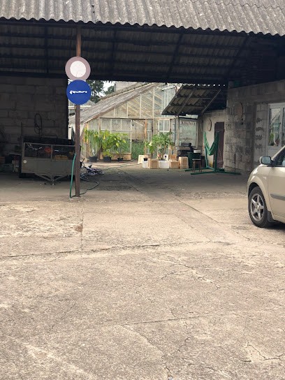 Kwiaciarnia Beata Sztachańska - Pompowanie Balonów Helem, Kwiaciarnia w Łomża