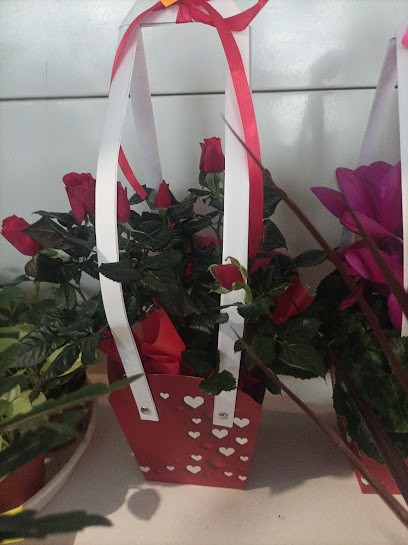 Ardisia. Kwiaciarnia. Lisiecka M., Kwiaciarnia w Gostyń